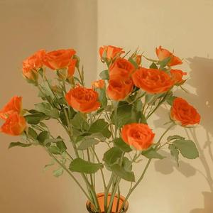 欧洲亚洲成人性事
